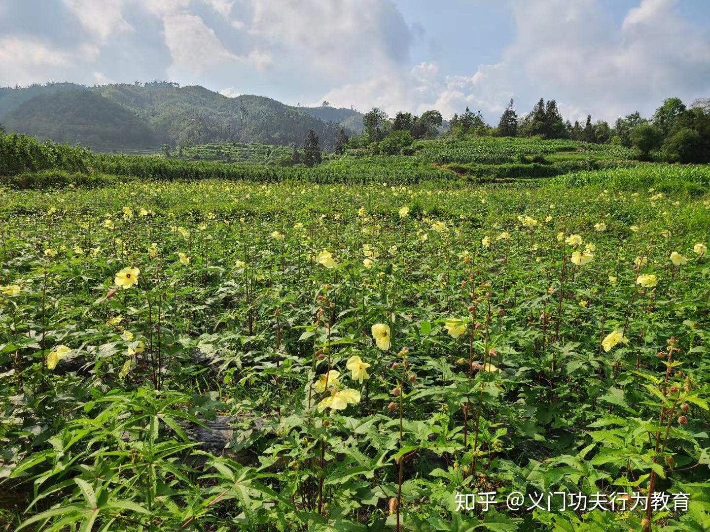屯家农业金花葵开花了