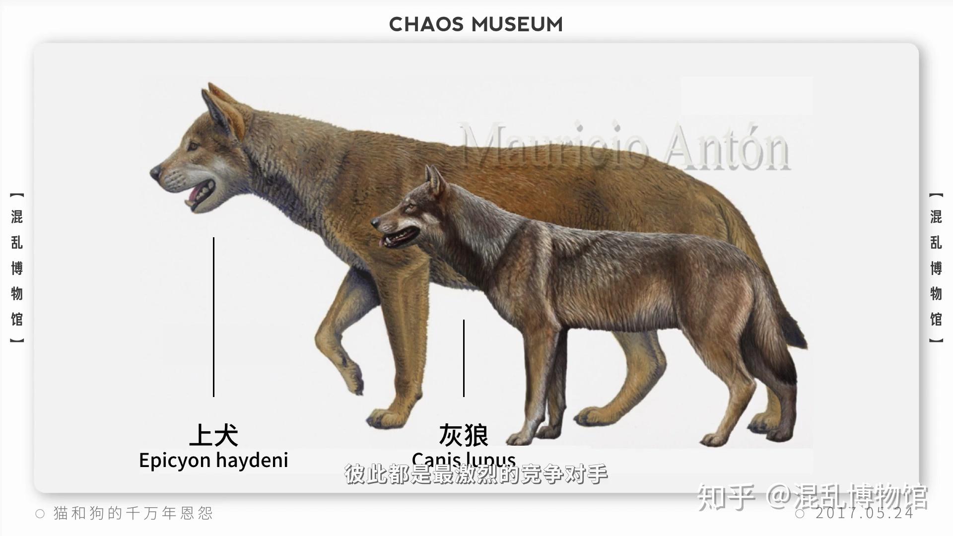 猫科动物和犬科动物哪类最强?