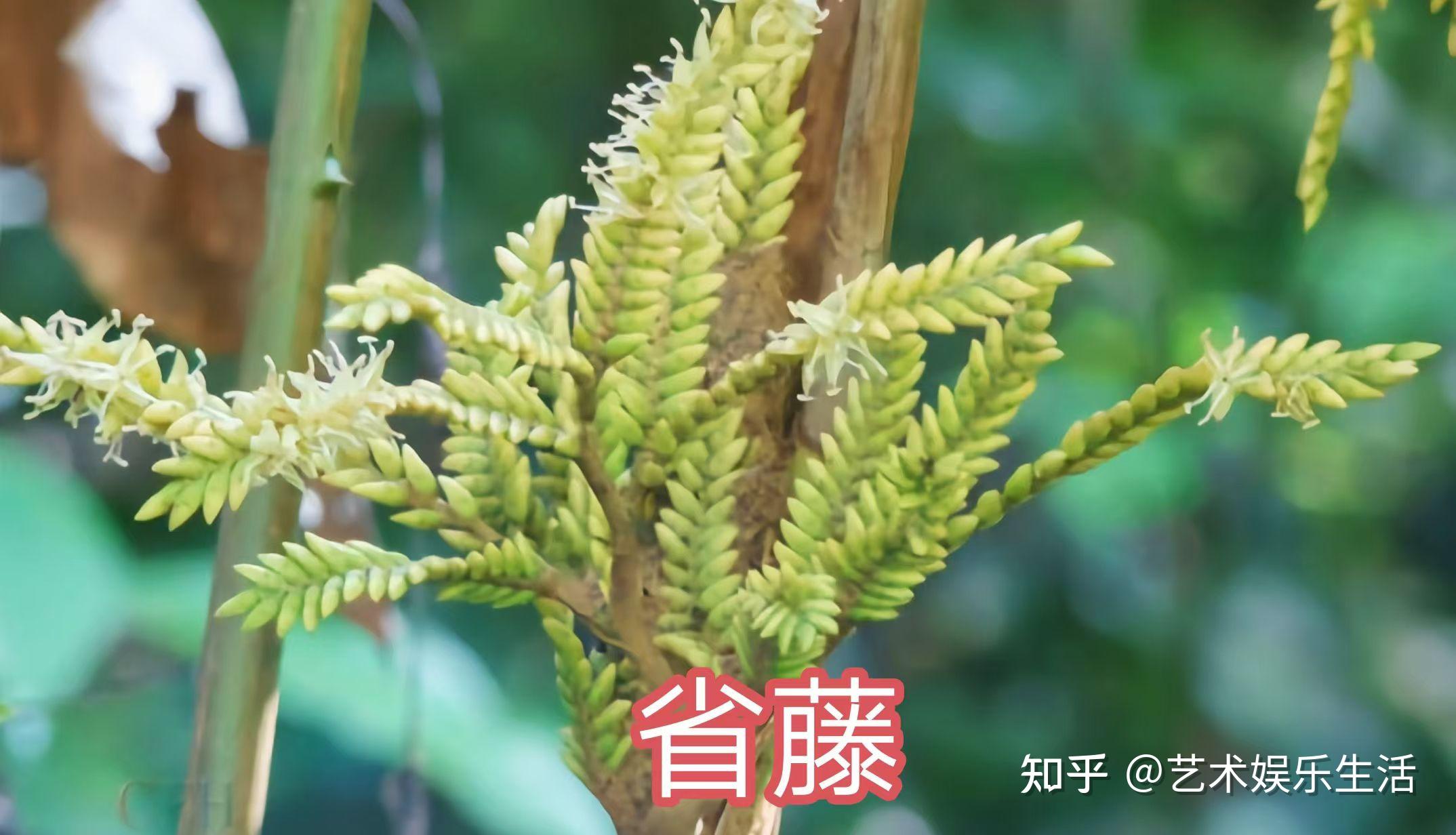 棕榈科的28种代表植物 - 知乎