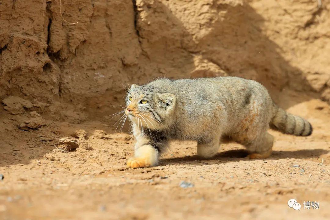 兔狲不发威,你就当它是橘猫? - 知乎