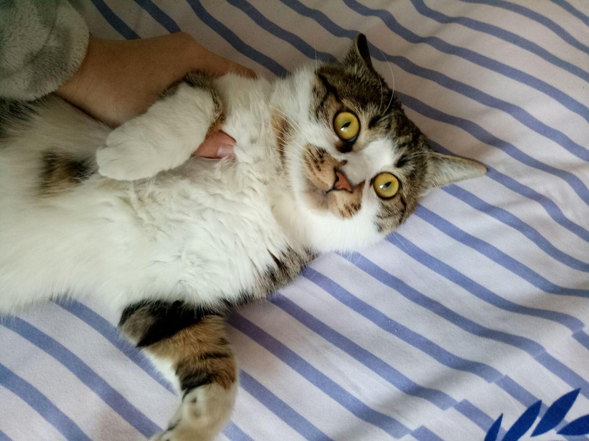 猫知道自己长得好看吗?