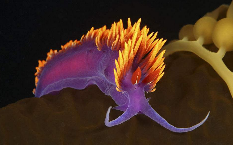 动物篇6软体动物门上