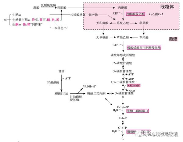 生物化学高频考点(三)之糖异生 - 知乎