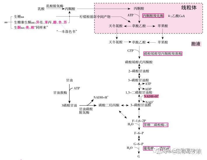 糖异生思维导图图片