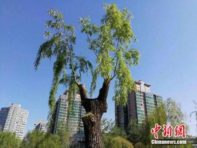 柳絮?杨絮?满天白毛是什么?|植物小百科 - 知乎