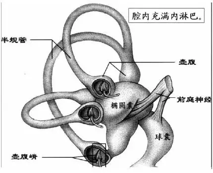 和人一样,猫咪的内耳内有个主要负责身体平衡功能的器官,称为半规管