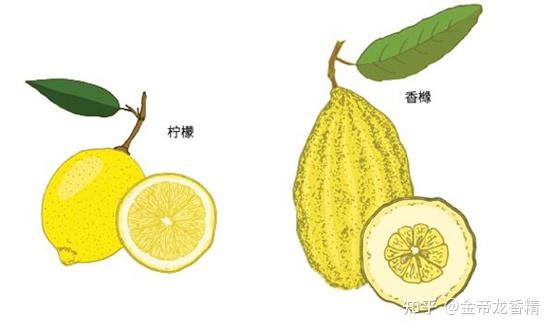 香精与香料(91)—香橼 - 知乎