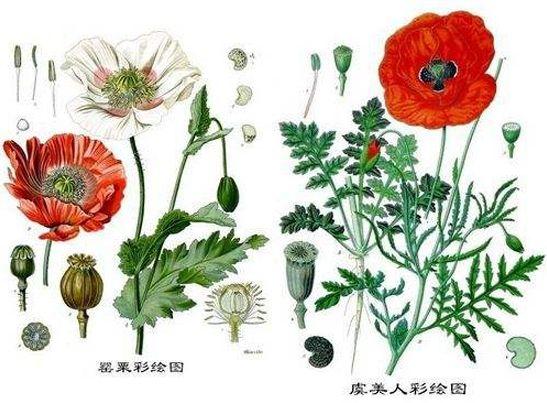罂粟和虞美人 罂粟壳与草果傻傻分不清楚 我来教你如何简单辨别 知乎 罂粟和虞美人 罂粟壳与草果傻傻分不清楚 我来教你如何简单辨别 知乎