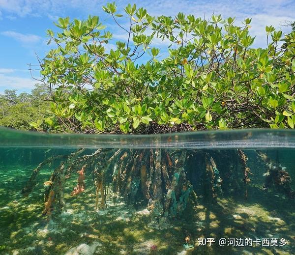 海边的红树林，有多神奇? - 知乎
