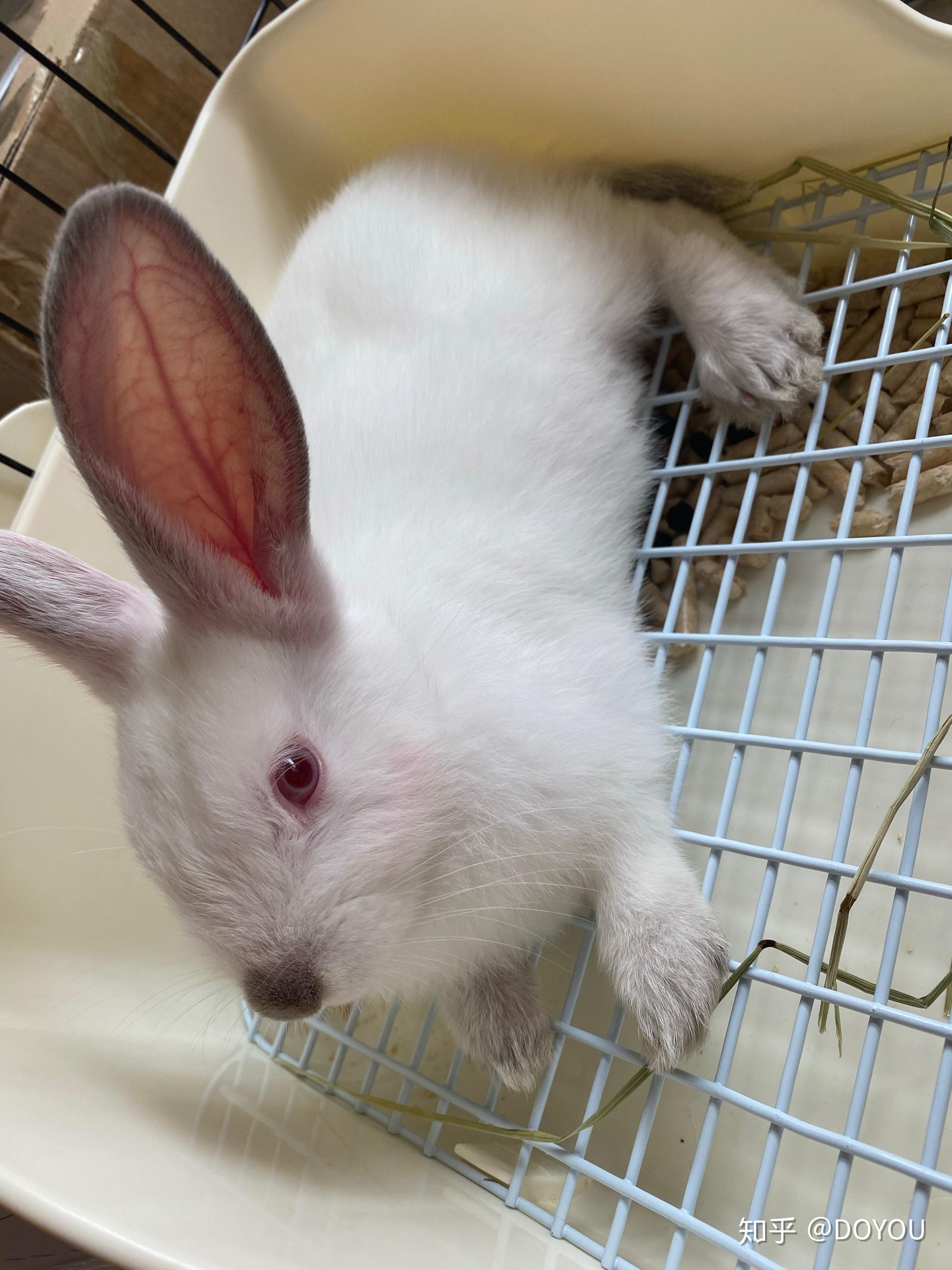 八点黑兔子小时候可不可能是全白的