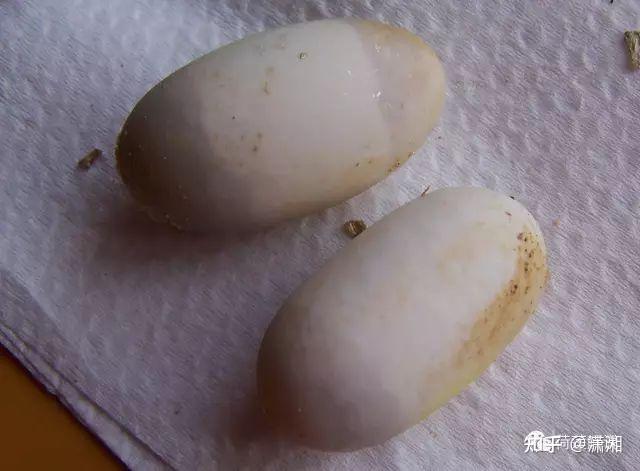 黄缘蛋蛋的孵化