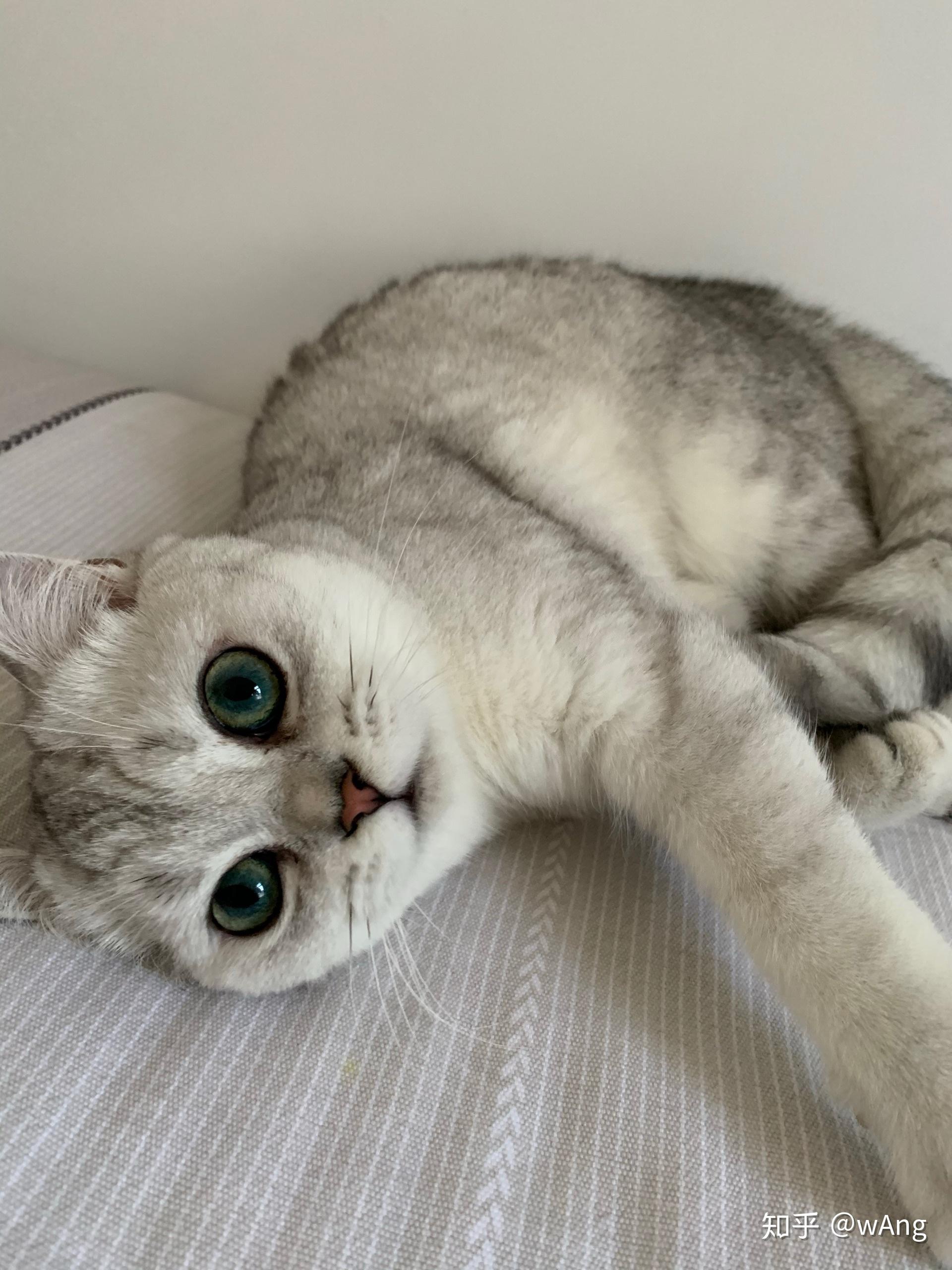 麻烦大家帮我看一下这只银渐层的品相我1800买的