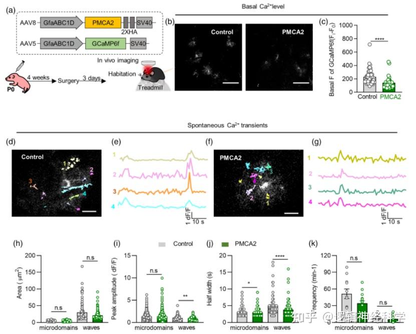 Glia Ca2 glia-ca2