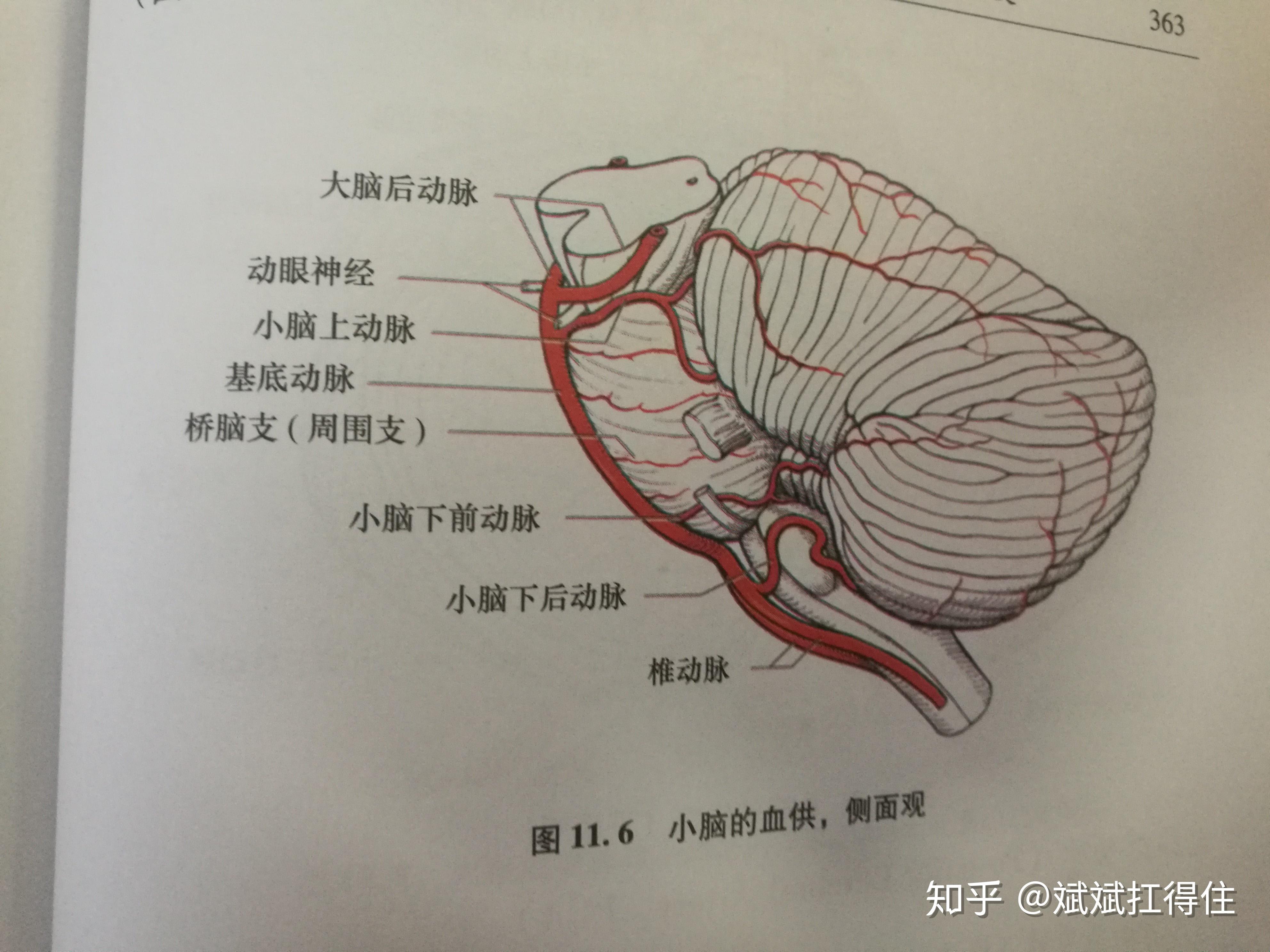 【推荐】脑血管解剖图——椎基底动脉系统|动脉|椎动脉|基底|图片|解剖|-健康界