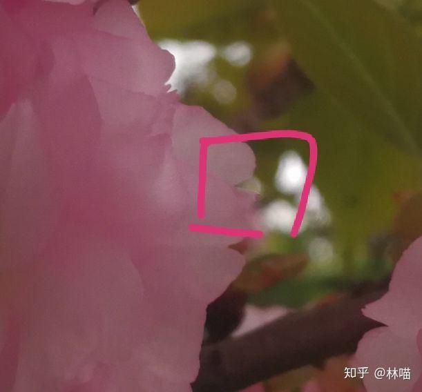 啥是花瓣 v2-eba693643d84d49289559c8f0977b041_r.jpg