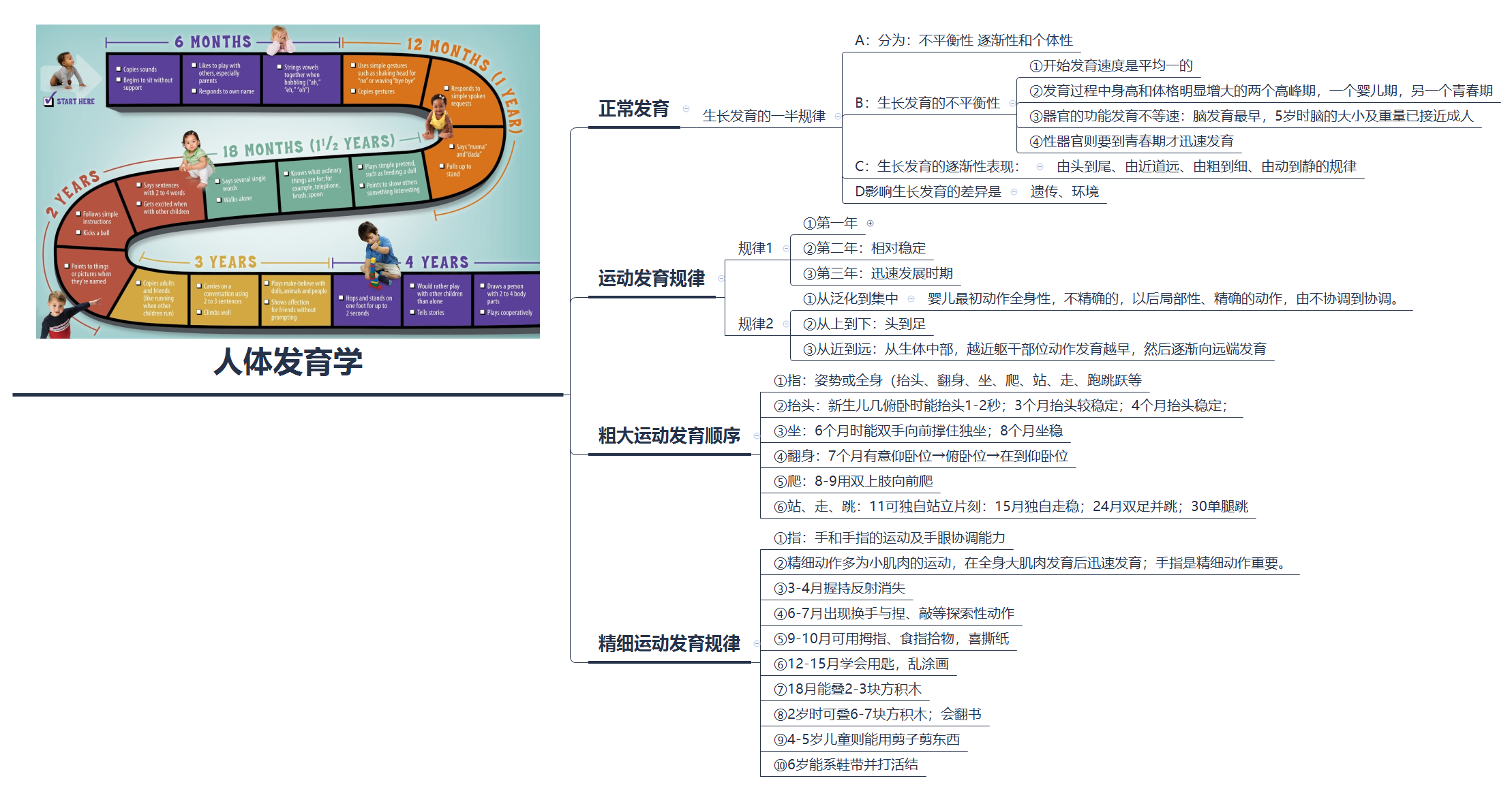 思维导图笔记:人体发育学规律总结 