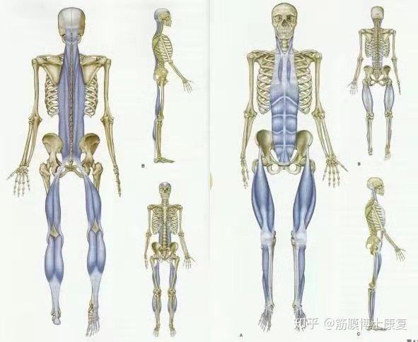 德国筋膜健身—世界三大筋膜流派之一 - 知乎