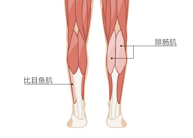 小腿后侧主要有两条肌肉,体积较大的叫腓肠肌,也就是不少运动爱好者