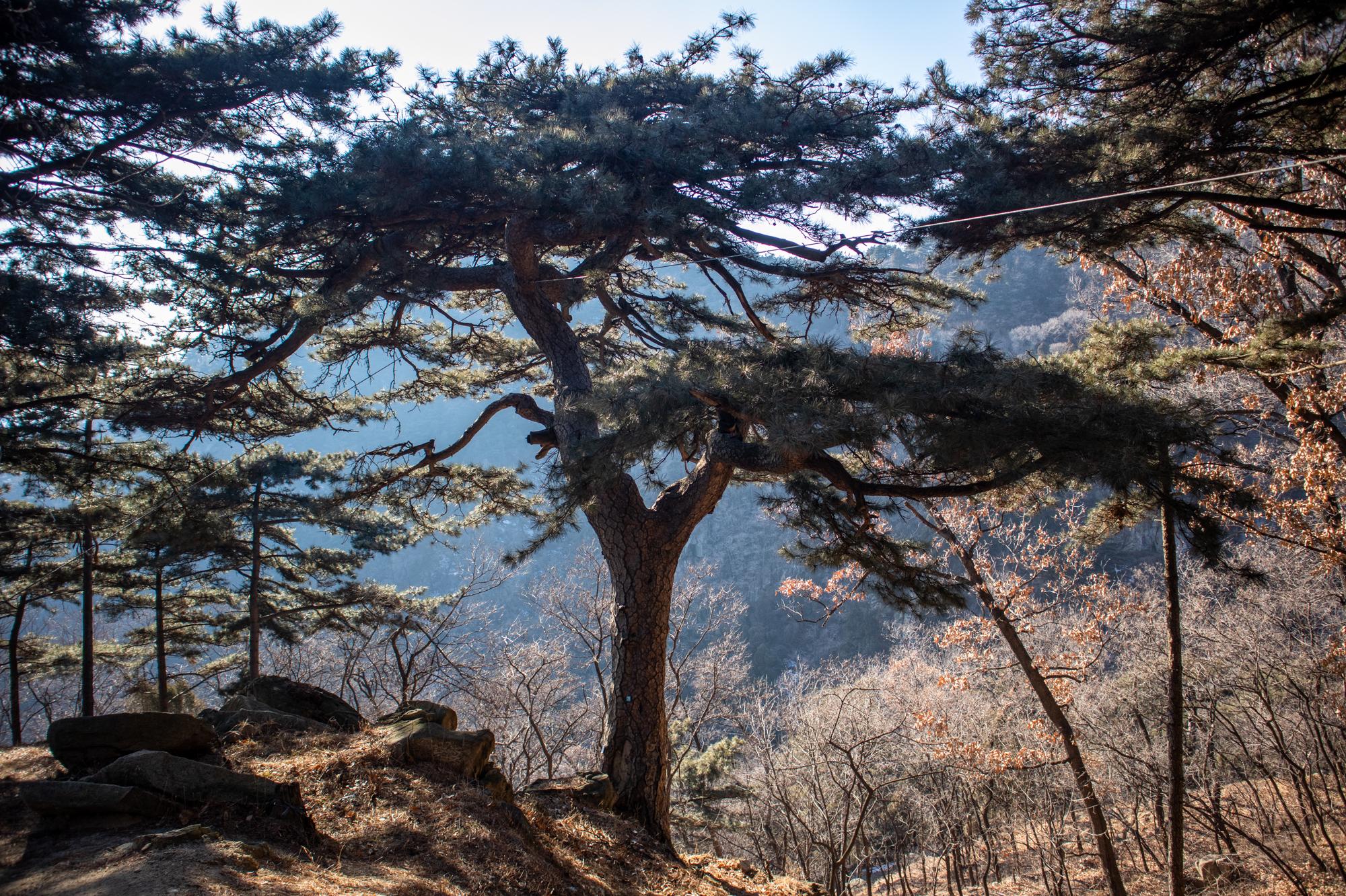 从这里能看到望人松景区盘道.又回到了景区路继续转盘山路,步行下山.