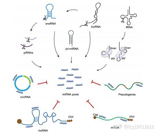 编码RNA与非编码RNA（三） - 知乎