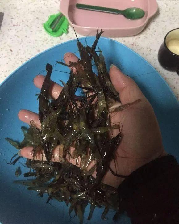 钓鱼变钓虾浙江男子夜钓遭遇河虾包围网友上抄网