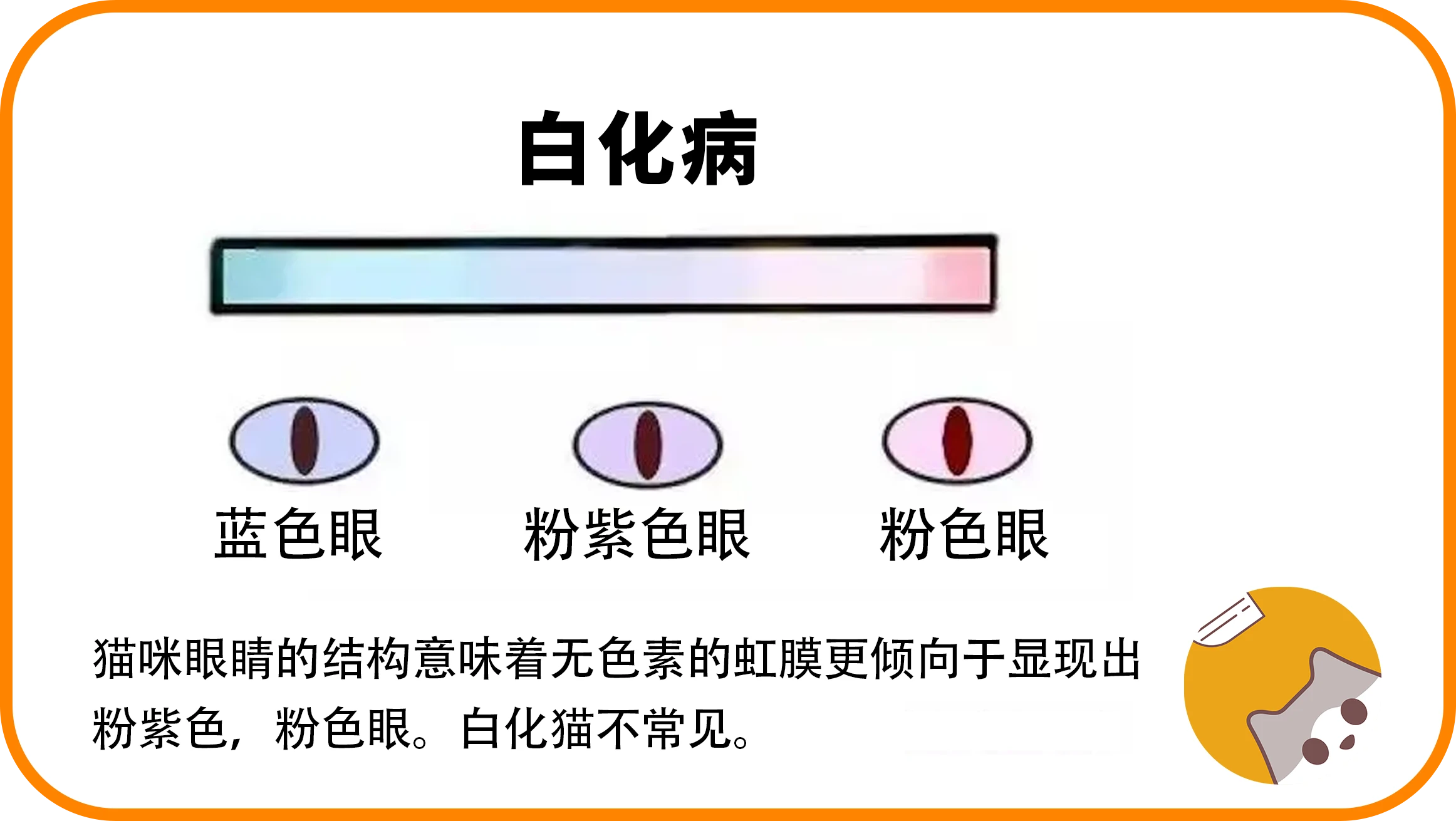 猫咪眼睛的秘密|猫眼似美瞳五颜六色 - 知乎