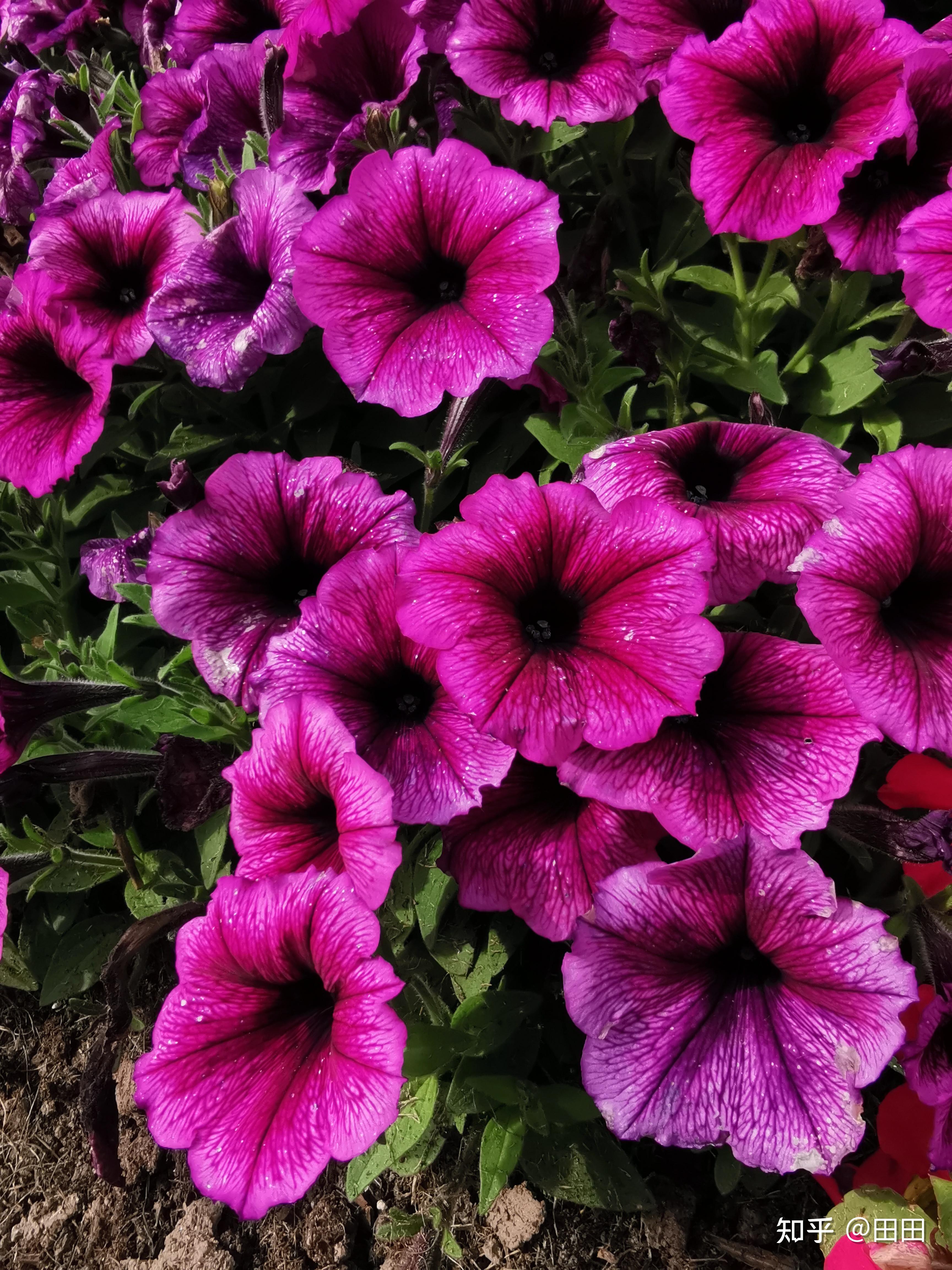 花花世界知多少?