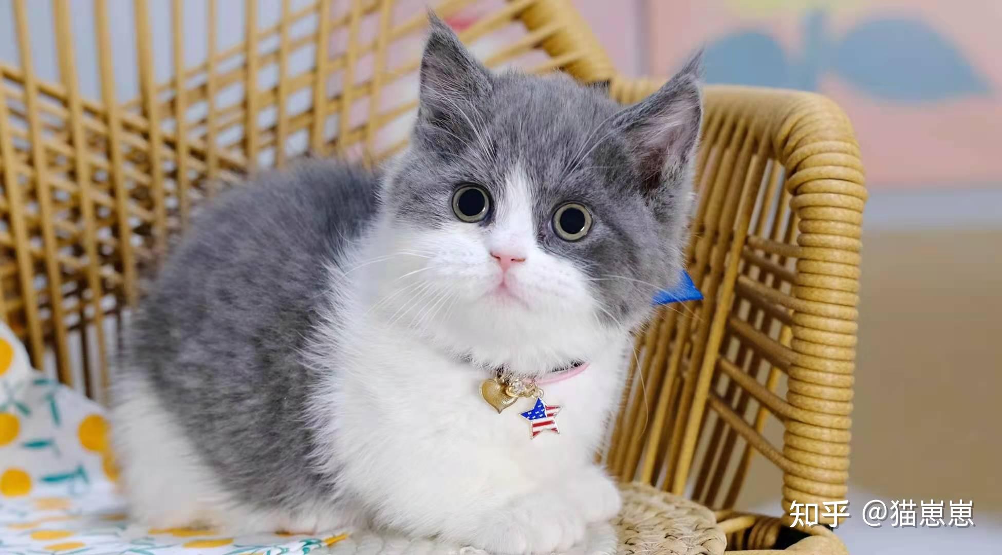 曼基康矮脚猫好养吗曼基康矮脚猫适合新手养吗