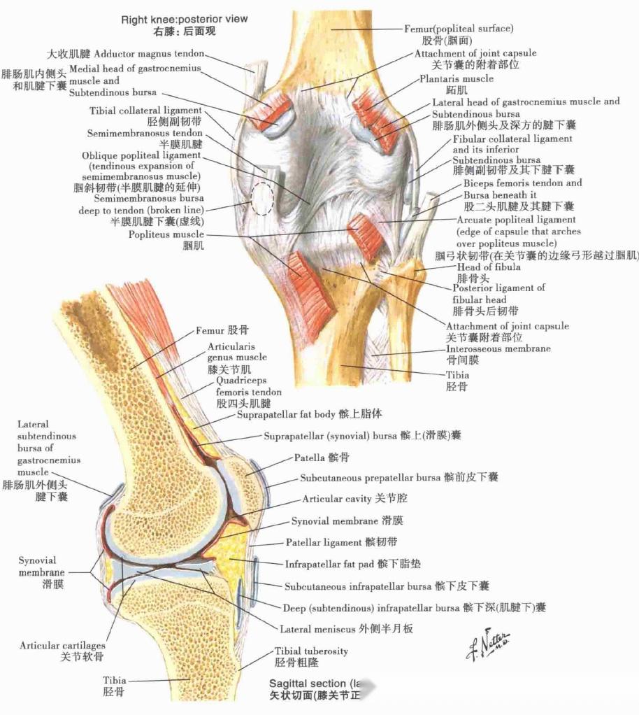 前后位x线成像膝:交叉韧带和侧副韧带膝:下面观膝:前面观膝:外侧面和