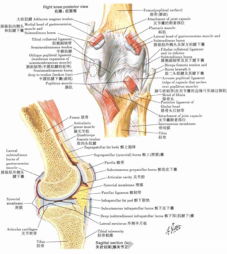 膝关节背侧面观图片