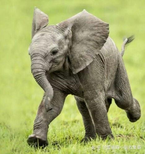 行走12小时只为追悼主人大象与人类情感最相似的动物之一