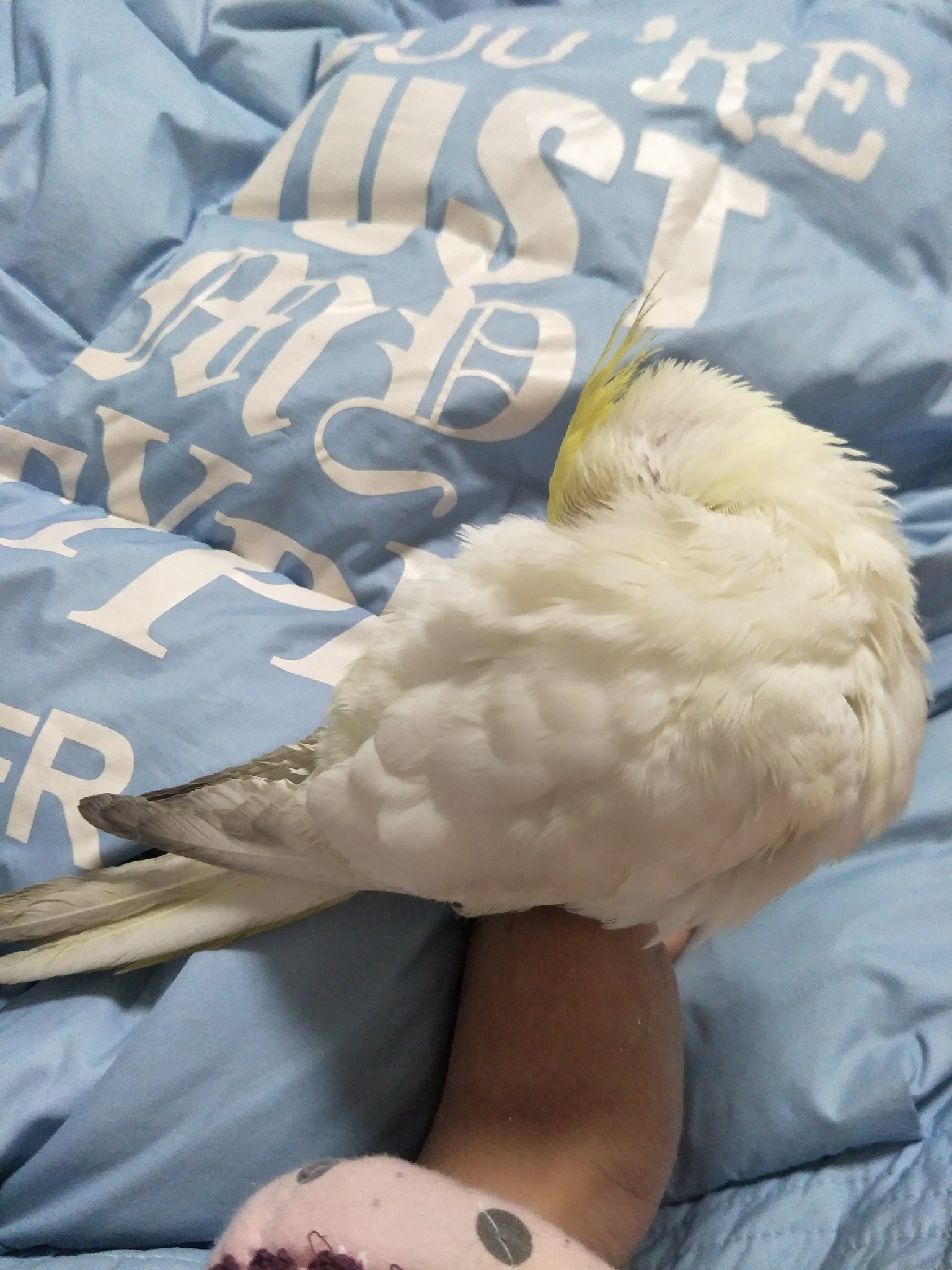 我昨天换了衣服去找,跑了三个别人家的阳台,结果他看到我就炸毛飞掉.