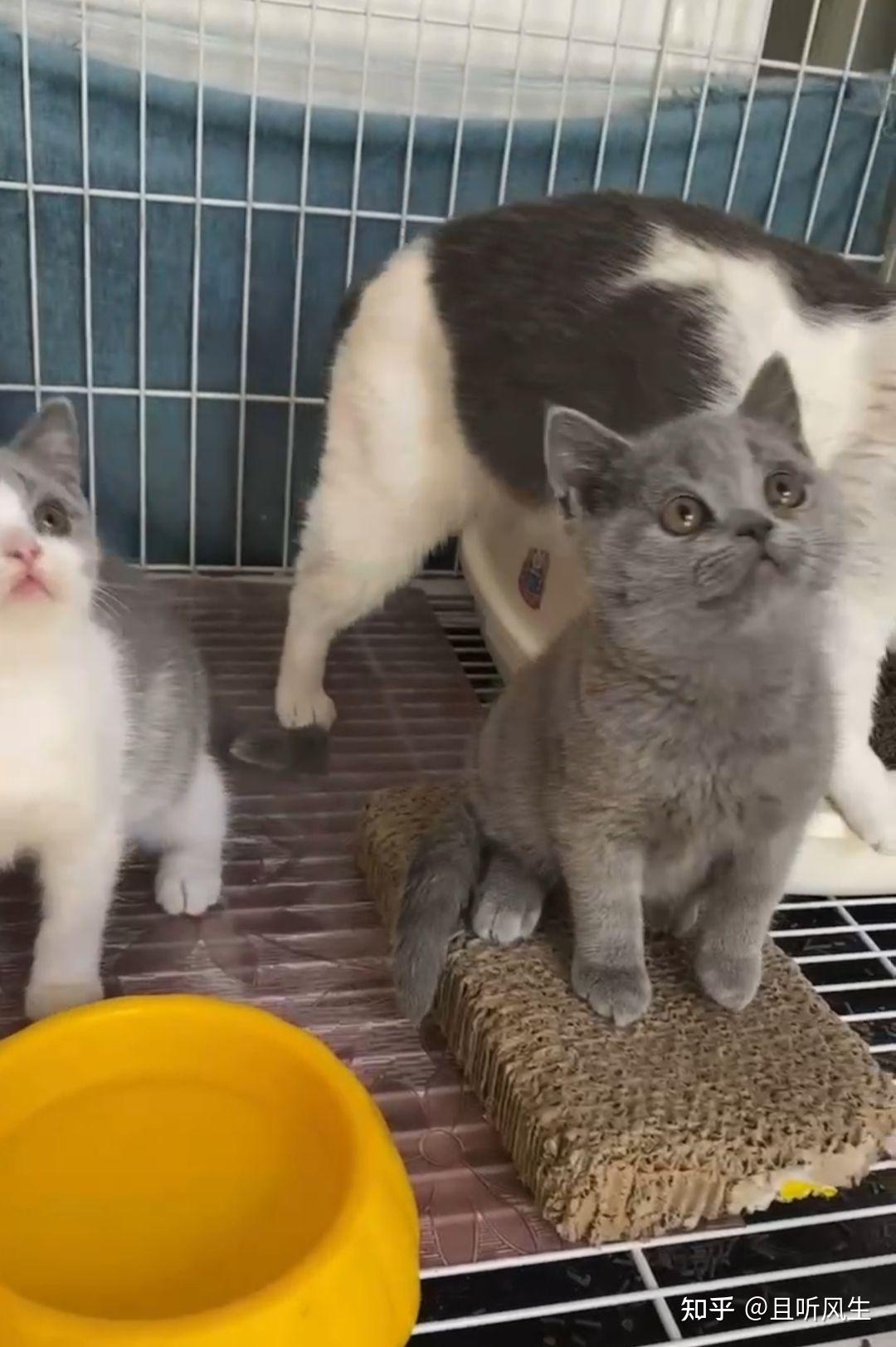 喜欢猫猫的看过来啦 - 知乎