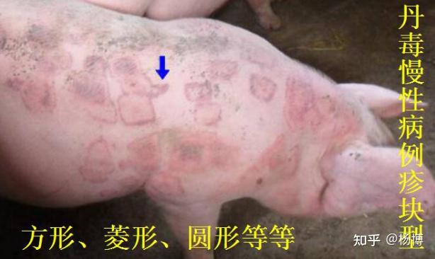 猪丹毒早期症状图片,猪丹毒怎样治疗效果最好 - 知乎