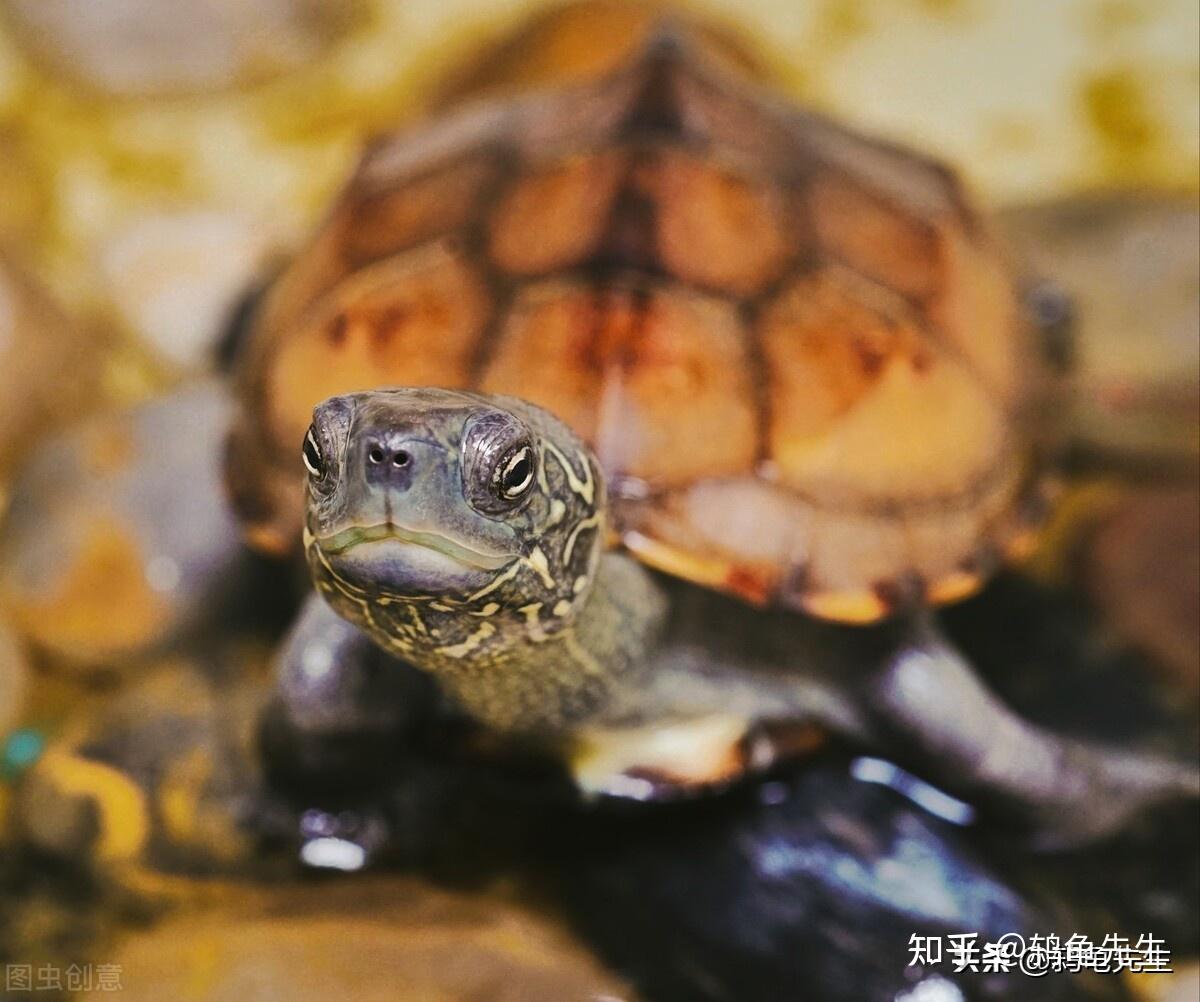 直播买龟低价捡漏方法,便宜又好用,网购乌龟和养龟用品的技巧 - 知乎