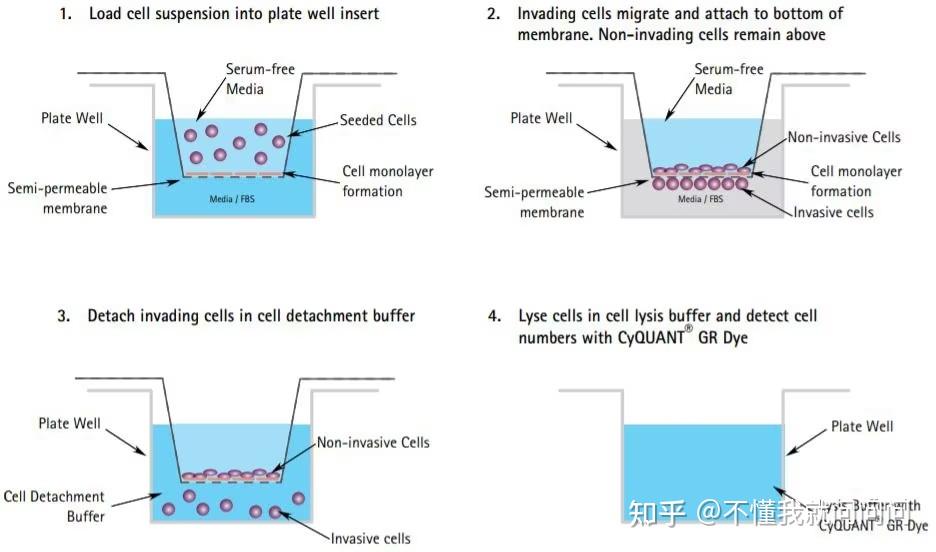 默克生命科学实验分享 细胞迁移和侵袭测定 知乎