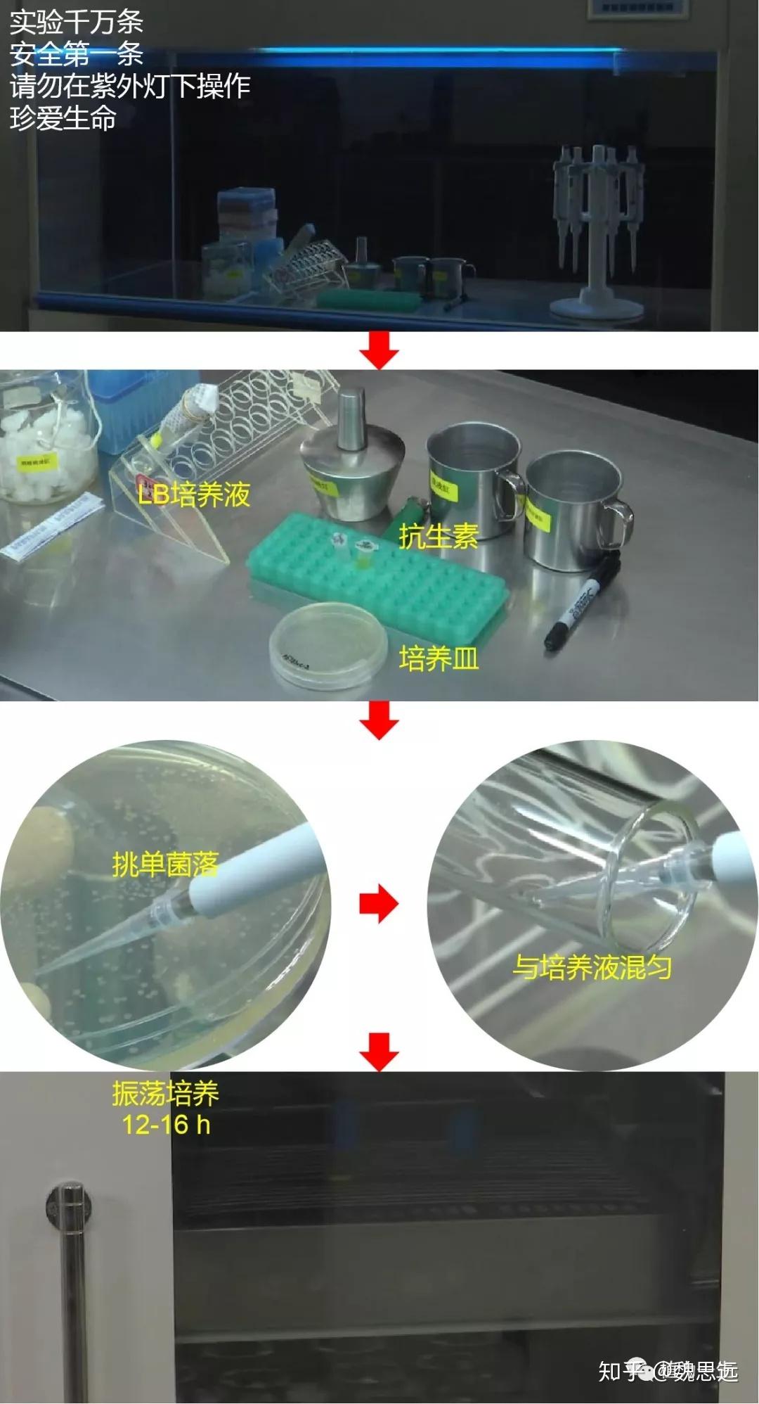 【分子】DNA的提取与检测(下)——质粒DNA - 知乎
