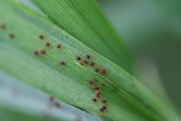 多肉植物常见的6种虫害每一种都能要了肉肉的命 知乎