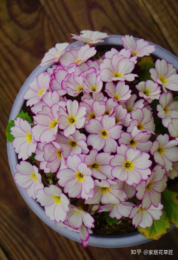 报春花 不开花 利用这4个窍门 花枝招展 蹭蹭爆盆了 知乎