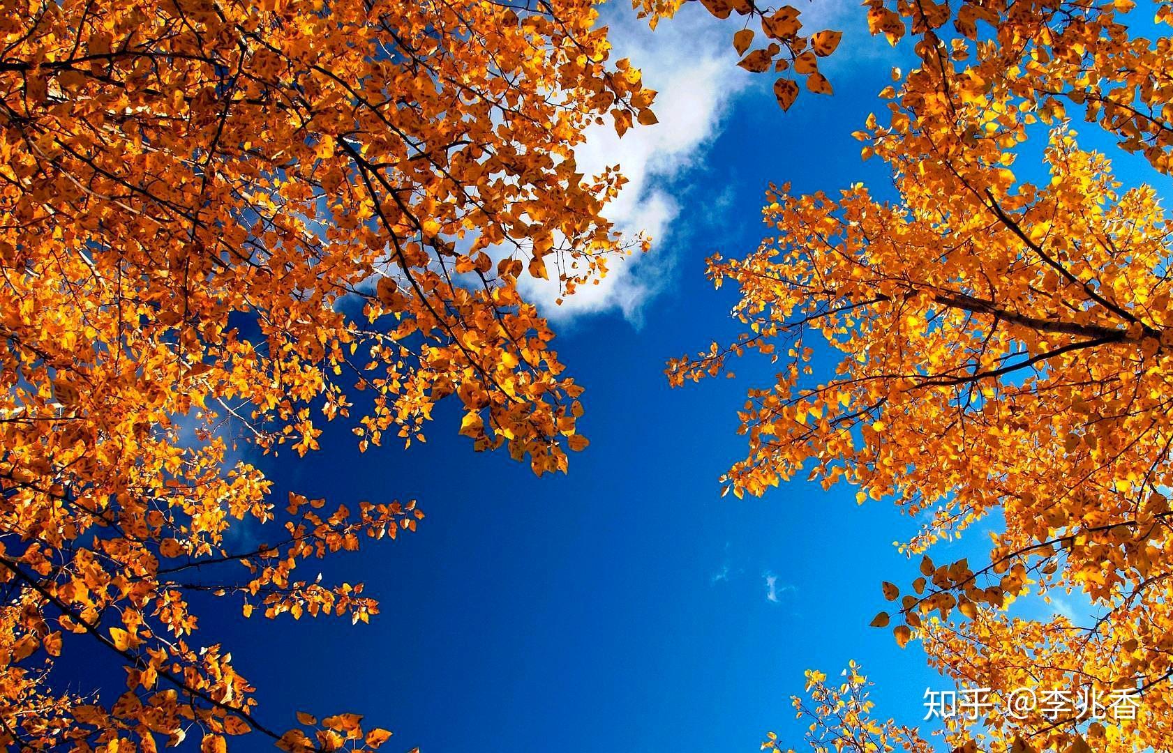 金秋十月的银杏林落叶风景高清唯美手机壁纸图片 | 犀牛图片网