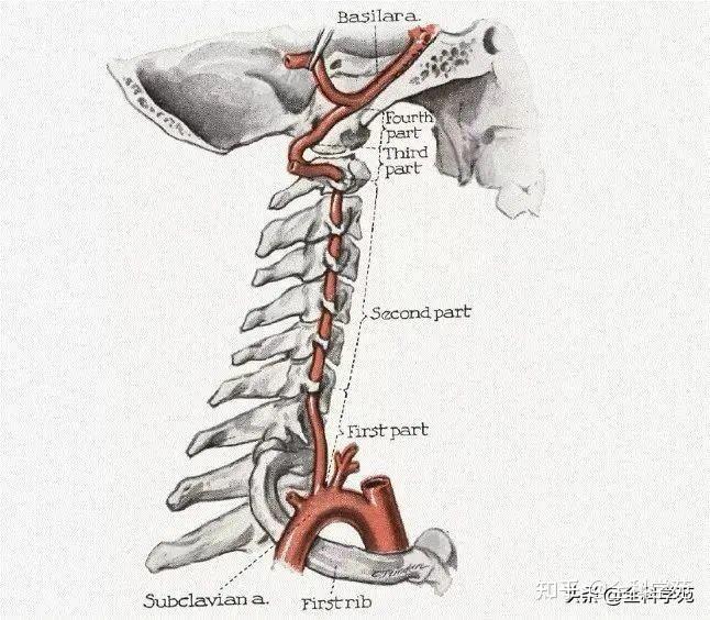 椎动脉解剖精美图片,建议收藏
