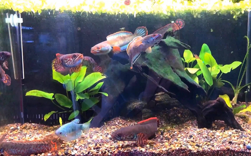 私家雷龙鱼饲养心得,新手养雷龙鱼选哪种好,需要注意