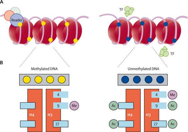 dna