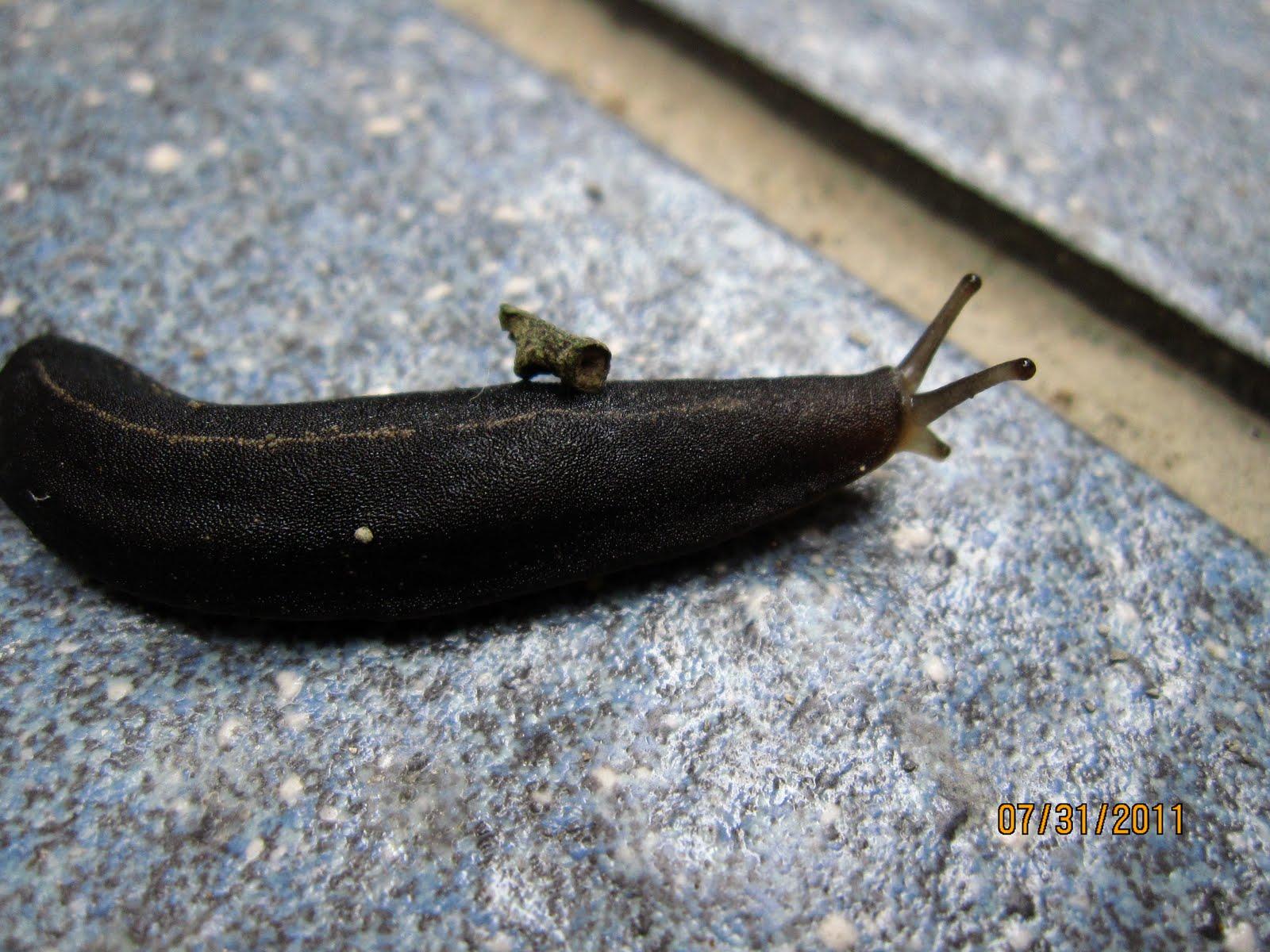 黑色软体虫子 像蛞蝓图片