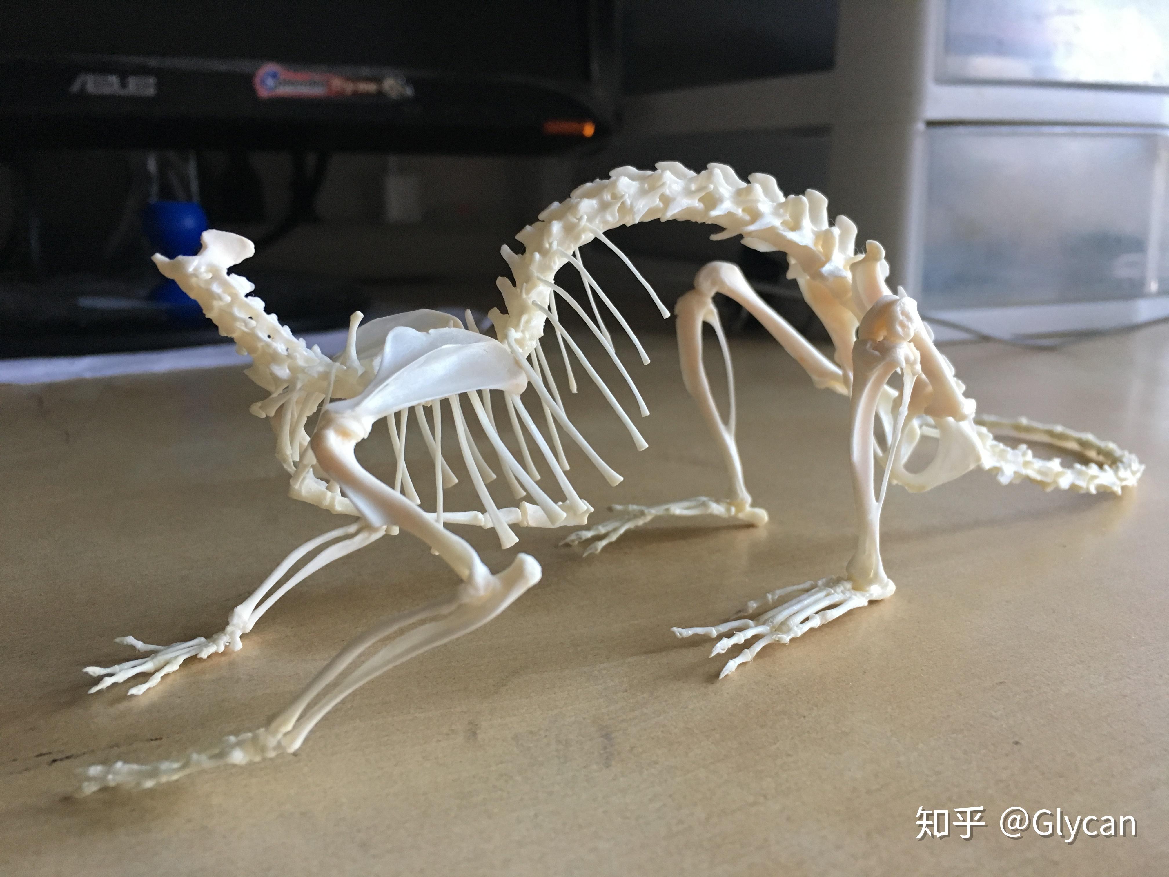 J43109 鸽骨骼标本 生物标本 鸽子骨架模型 教学仪器初中生物模型-阿里巴巴