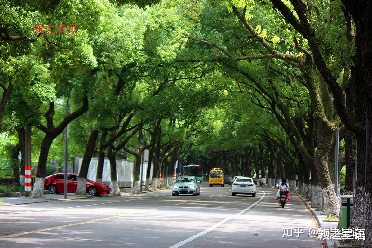 宁波的市树，为什么是樟树？到底谁是最古老的樟树王 - 知乎