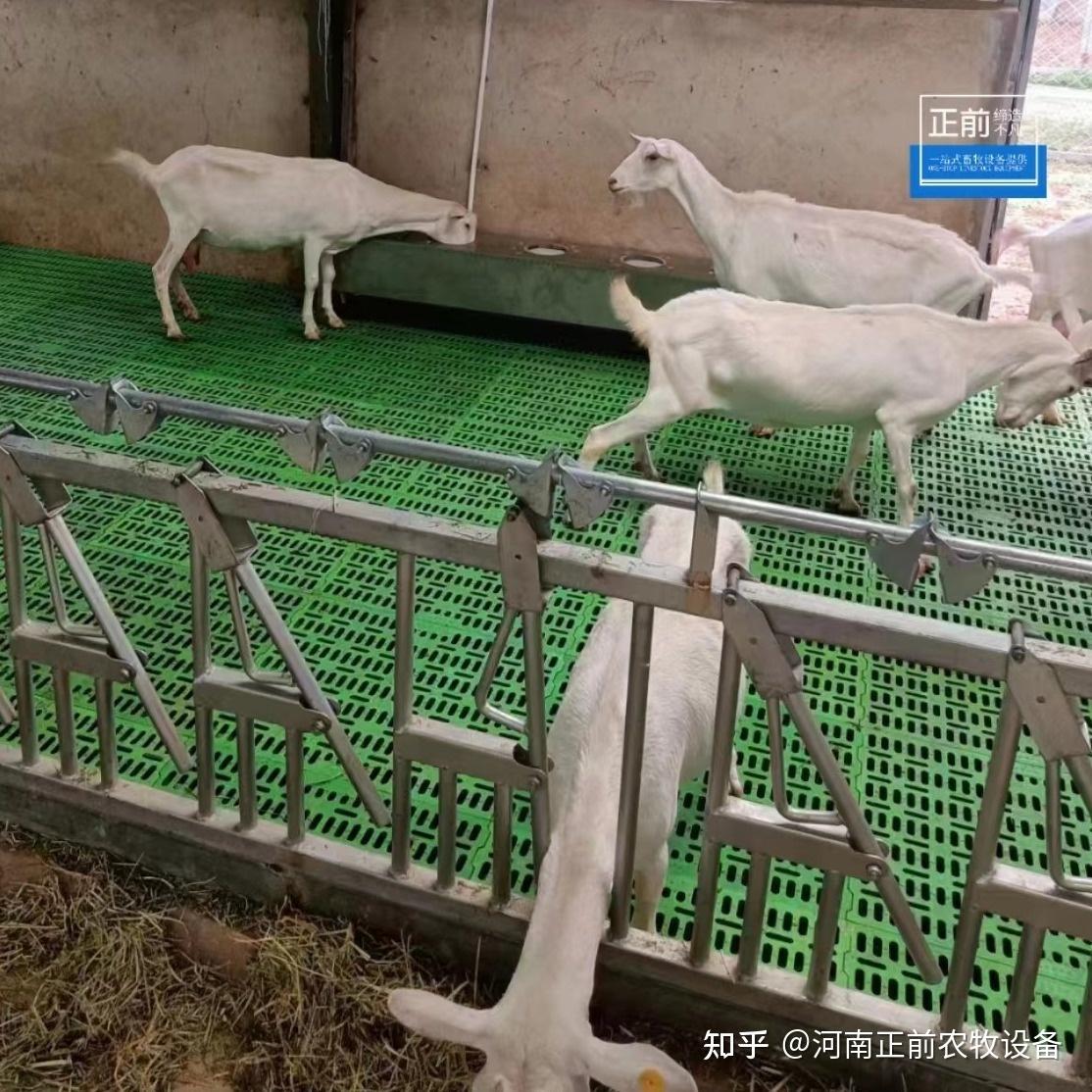 羊很瘦还不进食，养羊的你需要做这些措施来改善 - 知乎