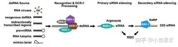 Nat Cell Biol 内质网相关rna沉默 Eras 的发现 知乎