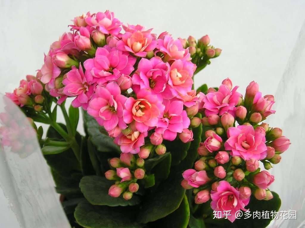 长寿花这样养护花多又艳丽轻松养成老桩