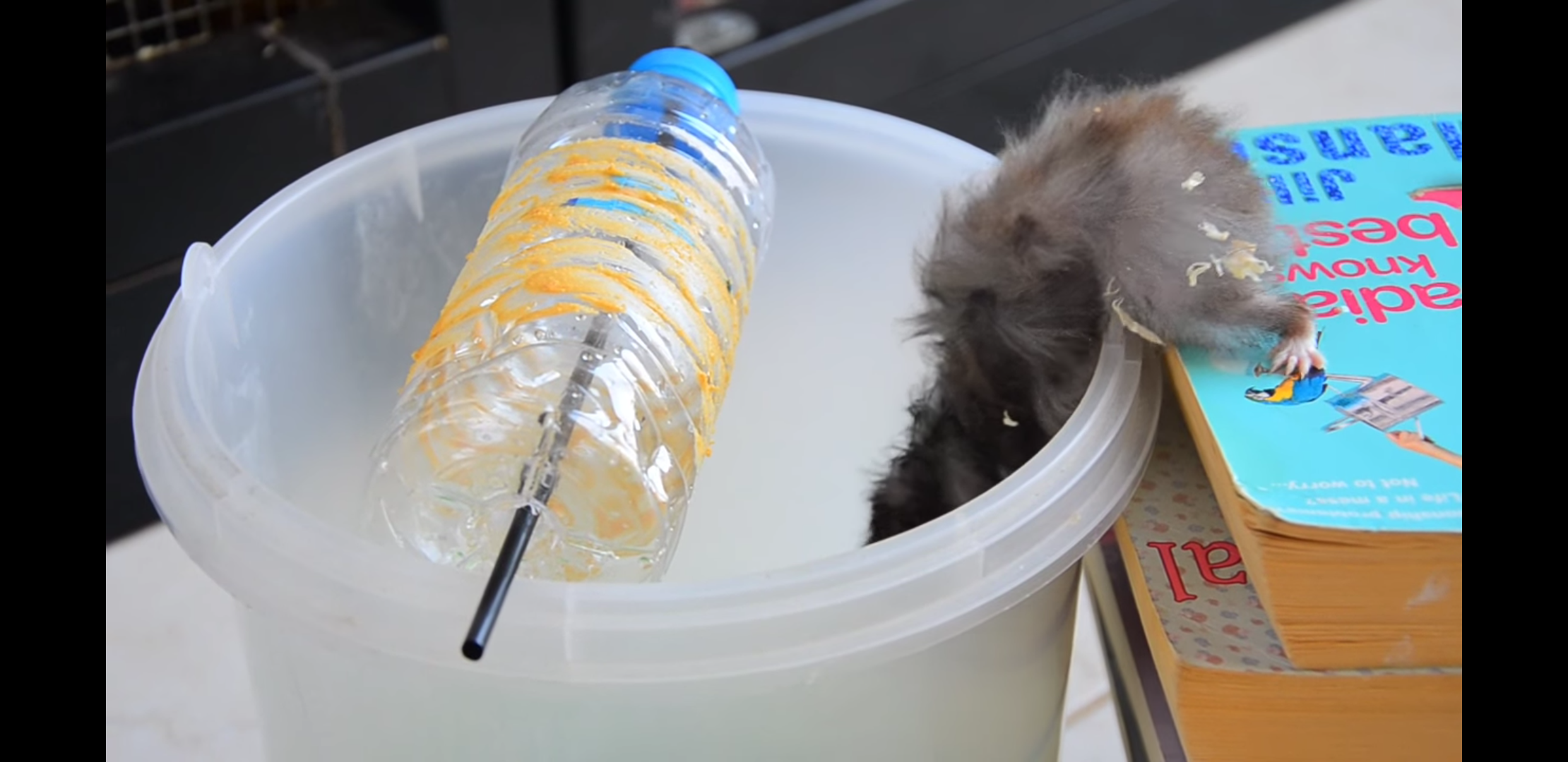 小仓鼠简易喝水器吸管图片